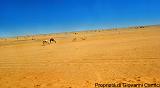 YEMEN (03) - Deserto del Ramlat as-Sab'atayn - 13